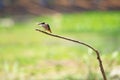 Flying Common Kingfisher